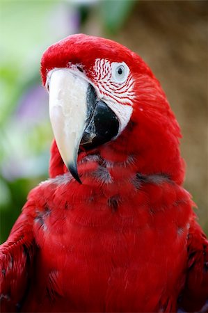 Scarlet Macaw Photographie de stock - Aubaine LD & Abonnement, Code: 400-03936937