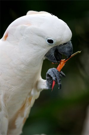White Parrot Photographie de stock - Aubaine LD & Abonnement, Code: 400-03936941