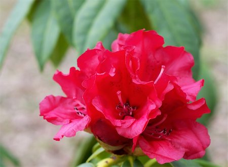 simsearch:841-06448496,k - close up of red rhododendron blossom Stock Photo - Budget Royalty-Free & Subscription, Code: 400-03936994