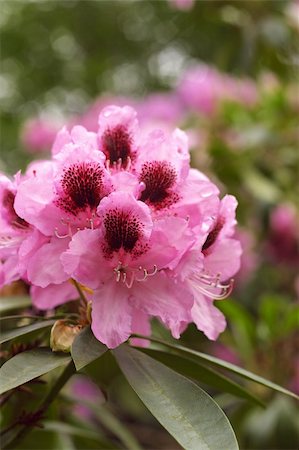 simsearch:841-06448496,k - cluster of pink rhododendron blossoms with distinctive dark markings Stock Photo - Budget Royalty-Free & Subscription, Code: 400-03937004