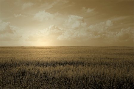 simsearch:6109-08581371,k - lush green wheat field with cloudy blue sky Foto de stock - Royalty-Free Super Valor e Assinatura, Número: 400-03937024