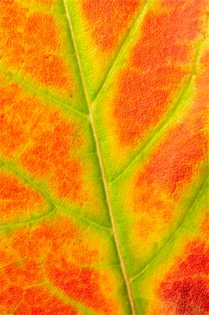 simsearch:400-03936734,k - close up of a red maple leaf texture with green and yellow lines Stockbilder - Microstock & Abonnement, Bildnummer: 400-03937094