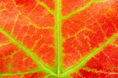 simsearch:400-03936734,k - close up of a red maple leaf texture with green and yellow lines Stockbilder - Microstock & Abonnement, Bildnummer: 400-03937095