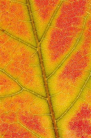 simsearch:400-03936734,k - close up of a red maple leaf texture with green and yellow lines Stockbilder - Microstock & Abonnement, Bildnummer: 400-03937096