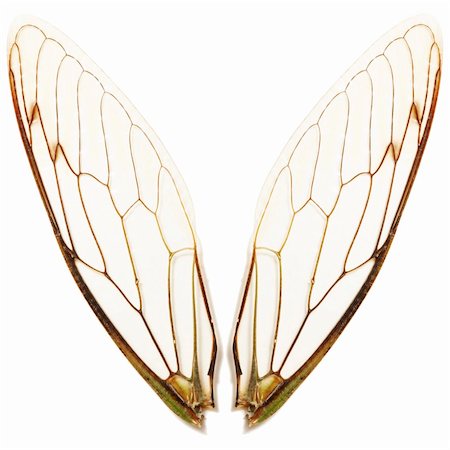 close up of a pair of cicada wings on white background. Photographie de stock - Aubaine LD & Abonnement, Code: 400-03937091