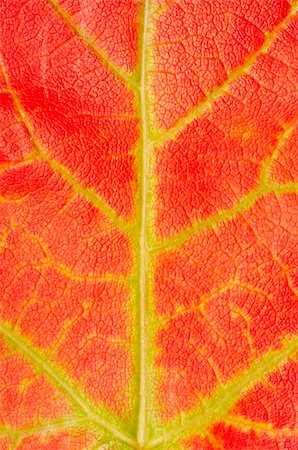 simsearch:400-03936734,k - close up of a red maple leaf texture with green and yellow lines Stockbilder - Microstock & Abonnement, Bildnummer: 400-03937106