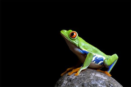 simsearch:400-03940235,k - frog on a rock - a red eyed tree frog (Agalychnis callidryas) sitting on a rock shot isolated on black Photographie de stock - Aubaine LD & Abonnement, Code: 400-03937117