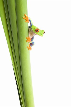 simsearch:400-03940235,k - frog on a plant - a red eyed tree frog (Agalychnis callidryas) isolated on white Photographie de stock - Aubaine LD & Abonnement, Code: 400-03937119