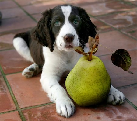 simsearch:400-05014700,k - A cute puppy is about to enjoy his healthy snack Fotografie stock - Microstock e Abbonamento, Codice: 400-03937112