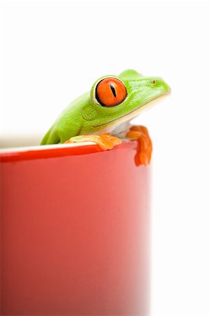 simsearch:400-03940235,k - frog looking out of red cooking pot - a red eyed tree frog (Agalychnis callidryas) isolated on white Photographie de stock - Aubaine LD & Abonnement, Code: 400-03937120