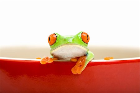 simsearch:400-03940235,k - frog in a cooking pot - poor red-eyed tree frog (Agalychnis callidryas) looking out of a red cooking pot, isolated on white Photographie de stock - Aubaine LD & Abonnement, Code: 400-03937135