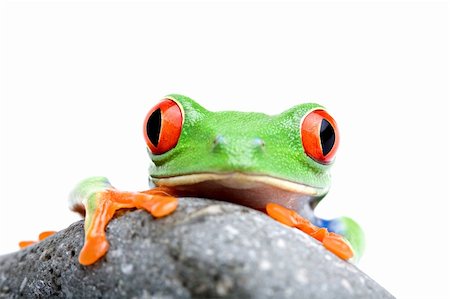 simsearch:400-03940235,k - frog looking over rock - a red-eyed tree frog (Agalychnis callidryas) closeup isolated on white Photographie de stock - Aubaine LD & Abonnement, Code: 400-03937139