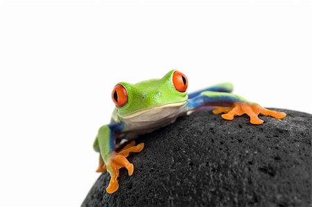 simsearch:400-03940235,k - frog on a wet rock, a red-eyed tree frog (agalychnis callidryas) macro shot isolated on white Photographie de stock - Aubaine LD & Abonnement, Code: 400-03937131