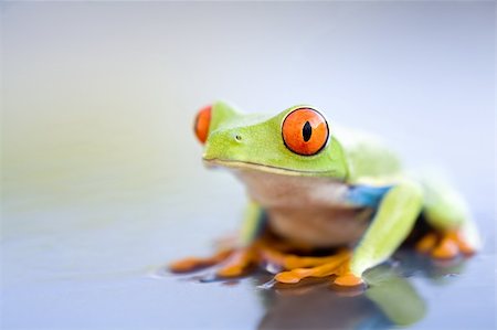 simsearch:400-03940235,k - frog on wet metal - a red-eyed tree frog (Agalychnis callidryas) close up with copyspace Photographie de stock - Aubaine LD & Abonnement, Code: 400-03937142