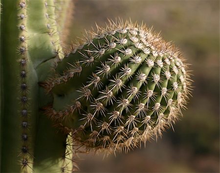 simsearch:400-05302428,k - A young "arm" of a saguaro cactus. Arizona, USA Photographie de stock - Aubaine LD & Abonnement, Code: 400-03937156