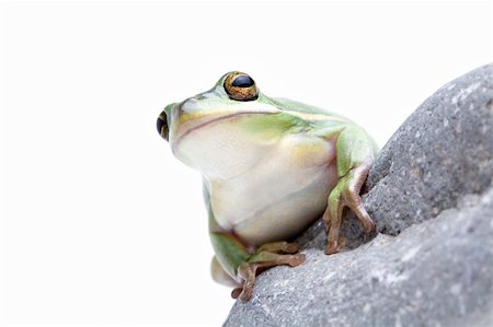 simsearch:400-03940235,k - green tree frog isolated on white Photographie de stock - Aubaine LD & Abonnement, Code: 400-03937152