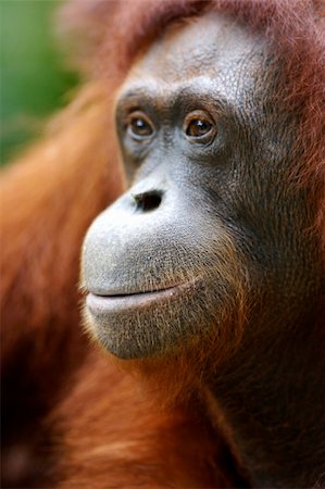 simsearch:400-03937596,k - Orangutans Stock Photo - Budget Royalty-Free & Subscription, Code: 400-03937163