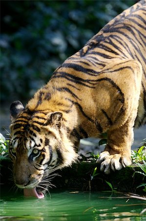 Maylaysian Tiger Stock Photo - Budget Royalty-Free & Subscription, Code: 400-03937188