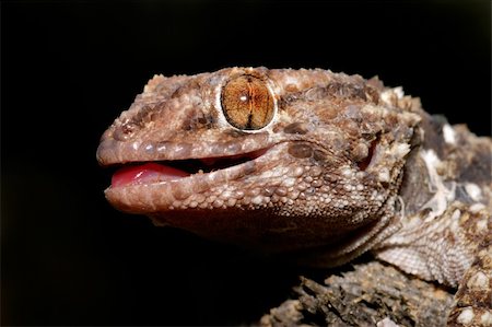 simsearch:400-03934181,k - Portrait of a bibron gecko (Pachydactylus bibronii), Kalahari, South Africa Stock Photo - Budget Royalty-Free & Subscription, Code: 400-03937180