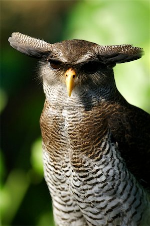 Malay Eagle Owl Photographie de stock - Aubaine LD & Abonnement, Code: 400-03937190