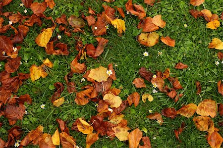 simsearch:400-07830872,k - Brown leaves on the green grass. Stock Photo - Budget Royalty-Free & Subscription, Code: 400-03937393