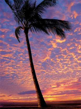 simsearch:400-05097850,k - Palm tree on the beach at sunset Stockbilder - Microstock & Abonnement, Bildnummer: 400-03937463