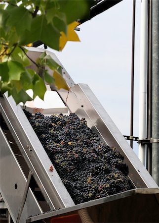 simsearch:400-05750331,k - grapes are picked and about to be processed in california winery See Similar Stockbilder - Microstock & Abonnement, Bildnummer: 400-03937513