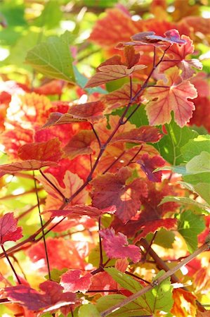 simsearch:400-03950884,k - Colorful autumn grape leaves background Photographie de stock - Aubaine LD & Abonnement, Code: 400-03937546