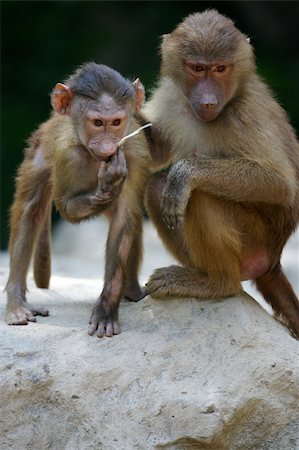 simsearch:400-03937596,k - Hamadryas Baboon Stock Photo - Budget Royalty-Free & Subscription, Code: 400-03937594