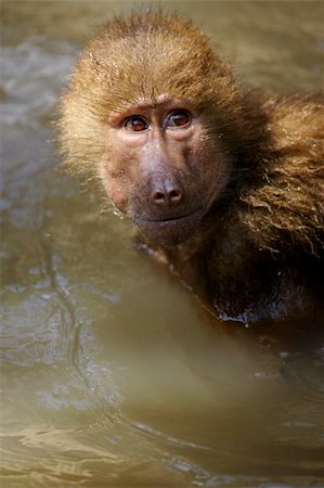 simsearch:400-03937596,k - Hamadryas Baboon Stock Photo - Budget Royalty-Free & Subscription, Code: 400-03937596