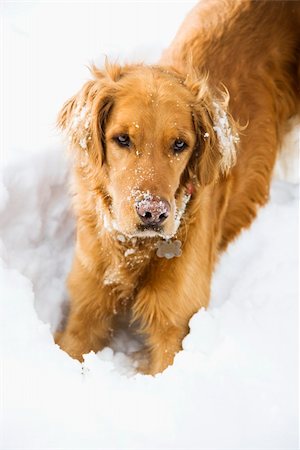 simsearch:400-03944669,k - Golden Retriever with snowy snout and ears playing in snow. Photographie de stock - Aubaine LD & Abonnement, Code: 400-03937736