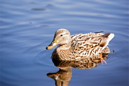 simsearch:640-01349416,k - A female mallard duck peacefully swimming; Stockbilder - Microstock & Abonnement, Bildnummer: 400-03937875