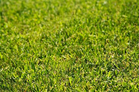 simsearch:633-01274741,k - Lush Green Backlit Grass Background Image. Photographie de stock - Aubaine LD & Abonnement, Code: 400-03938099