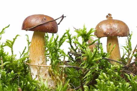 simsearch:649-07437090,k - autumn scene - two mushrooms and green moss on white Photographie de stock - Aubaine LD & Abonnement, Code: 400-03938201