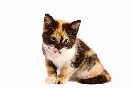 simsearch:600-01248814,k - A sadnes kitten sits on a white background Photographie de stock - Aubaine LD & Abonnement, Code: 400-03938255