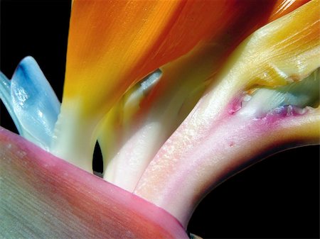 simsearch:400-03936734,k - Bird of Paradise close-up Stockbilder - Microstock & Abonnement, Bildnummer: 400-03938290