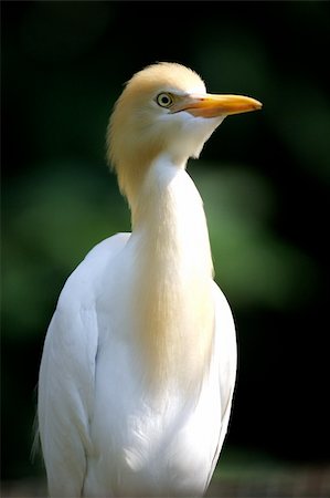 Cattle Egret Photographie de stock - Aubaine LD & Abonnement, Code: 400-03938312