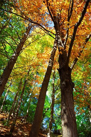 reaching for leaves - Colorful fall forest on a warm autumn day Stock Photo - Budget Royalty-Free & Subscription, Code: 400-03938374