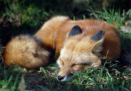 schlauer fuchs - A close-up portrait of a Red Fox sleeping Photographie de stock - Aubaine LD & Abonnement, Code: 400-03938460