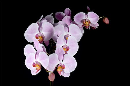 simsearch:841-02946335,k - Cluster of pink orchid flowers over black background Fotografie stock - Microstock e Abbonamento, Codice: 400-03938463