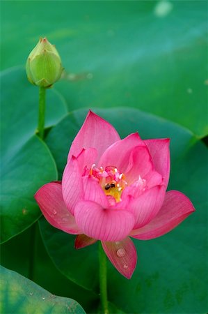 simsearch:689-03124197,k - View of lotus flower and bud over green Photographie de stock - Aubaine LD & Abonnement, Code: 400-03938477