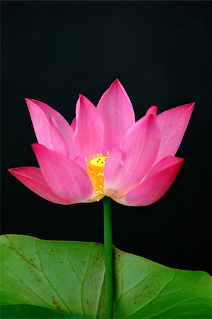 simsearch:689-03124197,k - The blooming lotus flower isolated over black Photographie de stock - Aubaine LD & Abonnement, Code: 400-03938478