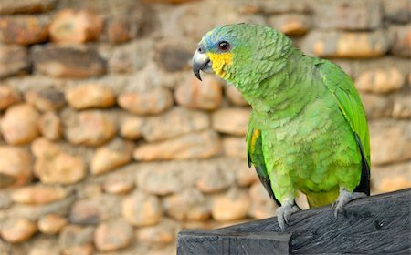 simsearch:400-04394305,k - green yellow parrot looking to the left, space for text Foto de stock - Super Valor sin royalties y Suscripción, Código: 400-03938511