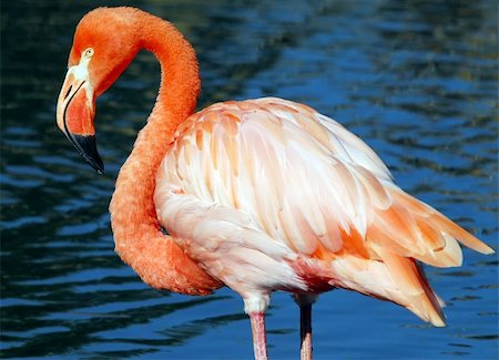 simsearch:700-00188597,k - Portrait of a Pink Flamingo with a blue background Photographie de stock - Aubaine LD & Abonnement, Code: 400-03938542