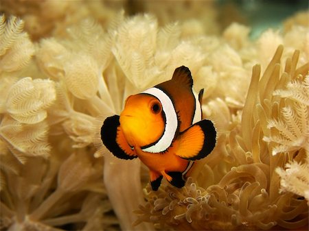simsearch:400-04699407,k - A clownfish (Amphiprion Ocellaris) next to his anemone. Stockbilder - Microstock & Abonnement, Bildnummer: 400-03938631