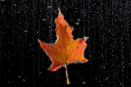 Orange and yellow autumn leaf in a clear, bubbly liquid on a black background. Foto de stock - Royalty-Free Super Valor e Assinatura, Número: 400-03938687