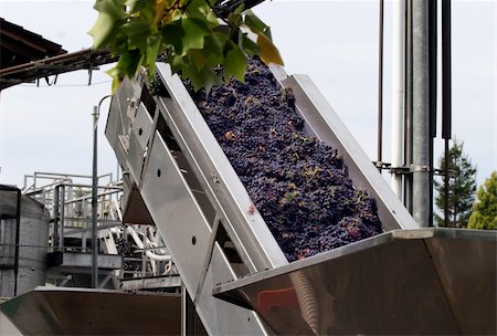 simsearch:400-05750331,k - Grapes are picked and about to be processed in California winery Stockbilder - Microstock & Abonnement, Bildnummer: 400-03938704
