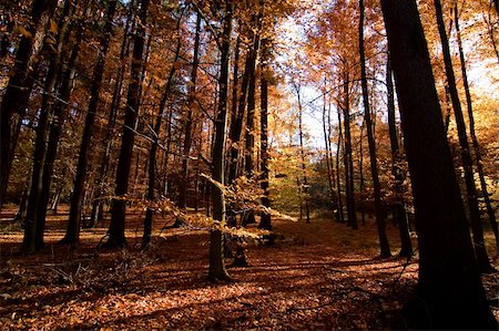 simsearch:400-03943828,k - A Romantic autumn forest with golden and red leaves Photographie de stock - Aubaine LD & Abonnement, Code: 400-03938748