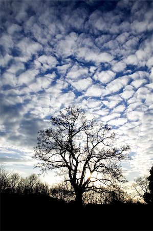 A tree without leaves against a dramatic sky during a sunrise Photographie de stock - Aubaine LD & Abonnement, Code: 400-03938777