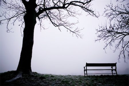 simsearch:400-06199703,k - A lone tree on a path in the thick fog of winter.  The image is given a blue cast. Foto de stock - Super Valor sin royalties y Suscripción, Código: 400-03938781